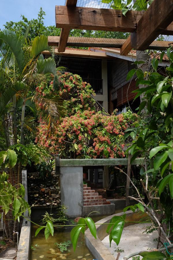 Panji Panji Tropical Wooden Home Pantai Cenang  Extérieur photo